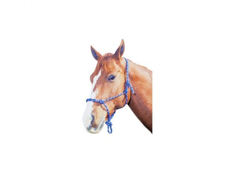 Horse Halter Walcha Veterinary Supplies